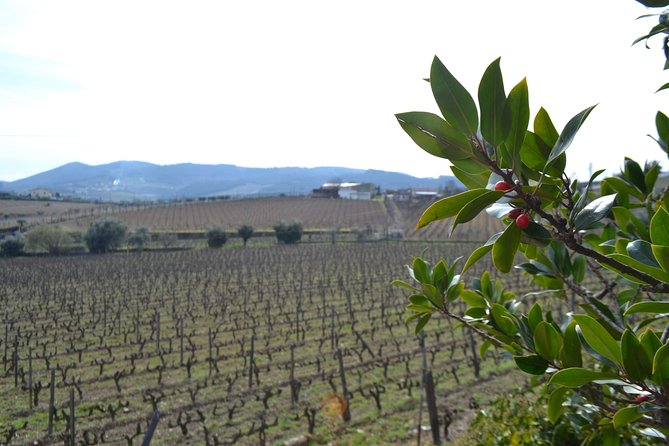 Douro Valley Tour: 2 Vineyard Visits, River Cruise, Winery Lunch - Group size, comfort, and the private option