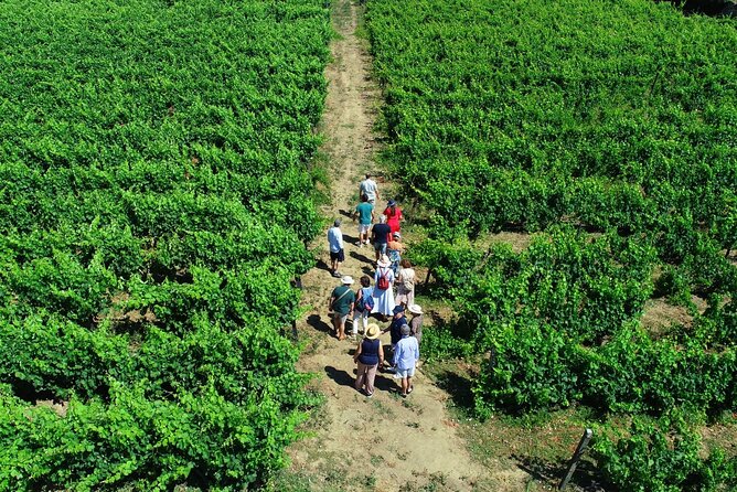 Douro Valley Tour - 3 Wine tastings, Lunch & river Cruise - Why this Douro Valley route works so well
