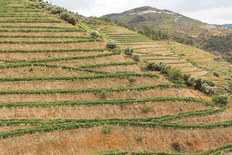 Douro Valley: Tour with Wine Tastings, Lunch, and Boat Ride - The second estate: table wine, olive oil, and honey