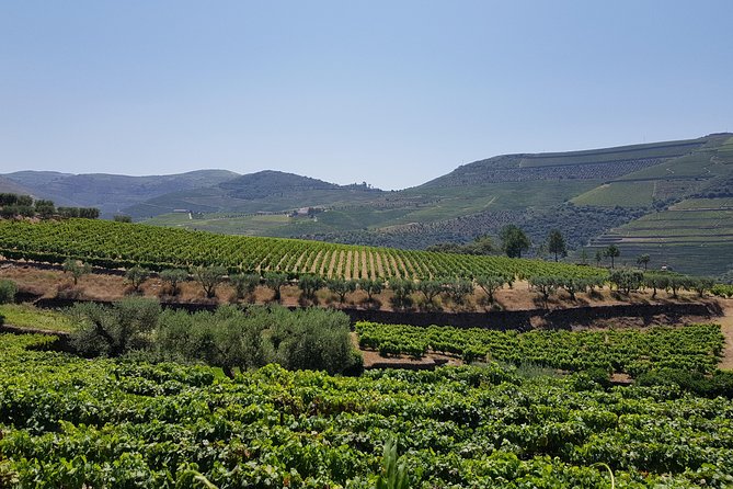 Douro Valley Wine Tour: 3 Vineyard Visits, Wine Tastings, Lunch - Sabrosa, lunch, and the final cellar