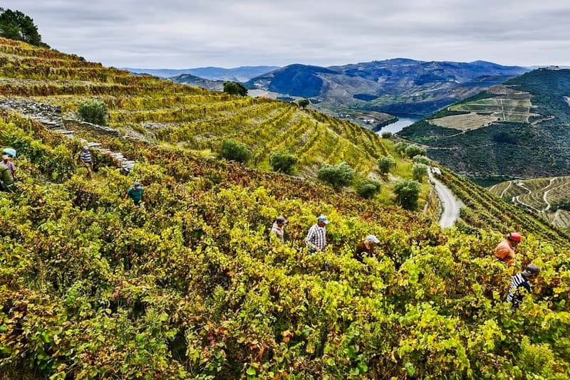 Douro Valley with Two Winery, Boat Trip and Lunch From Porto - What the $167 price really includes