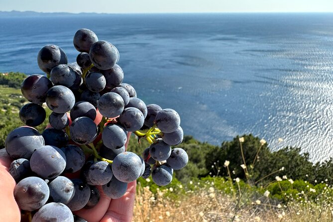 Dubrovnik Private Wine Tasting Tour to Peljesac Peninsula - What the $307.74 price really covers