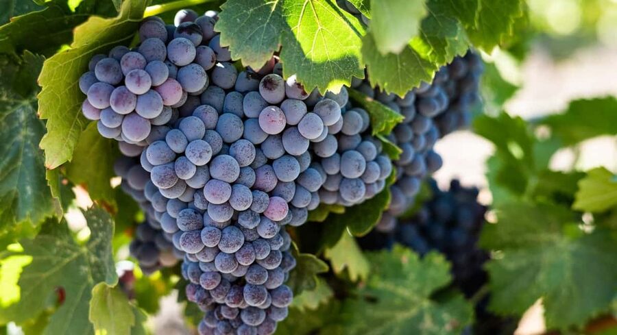 Durres Countryside Vineyards Wine Tasting & Food Pairing - Sunset views, farm animals, and a relaxed evening