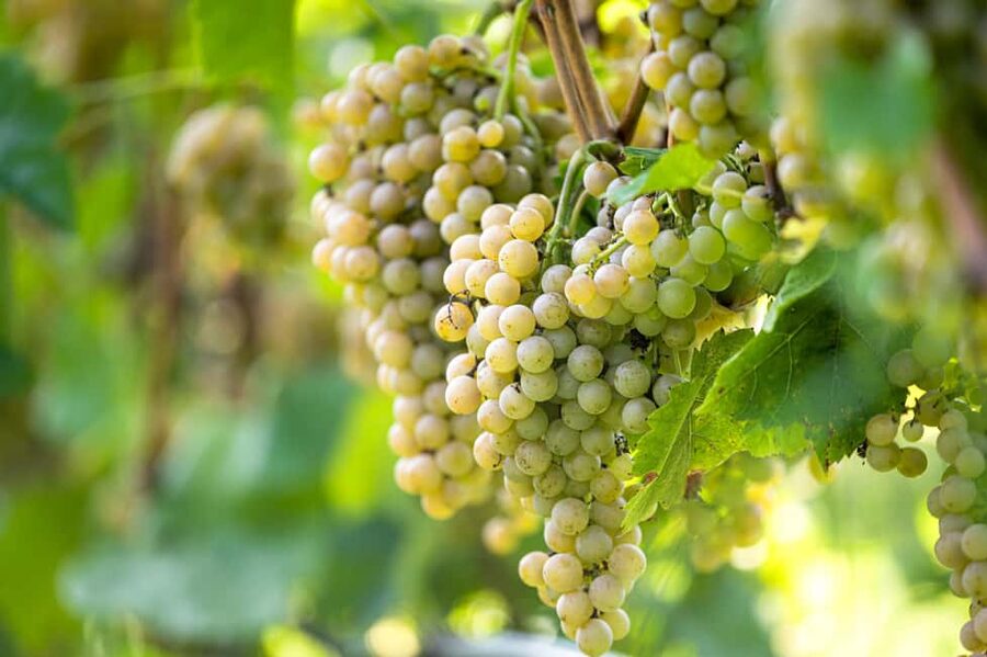 Durres Countryside Vineyards Wine Tasting & Food Pairing - Who should book this experience?