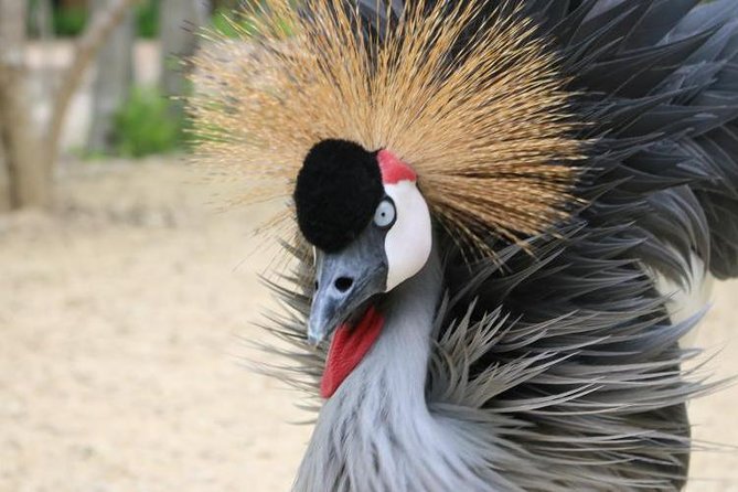Eco Plan National Aviary and Lunch in Playa Mambo Beach Barú - Why this Cartagena day works so well
