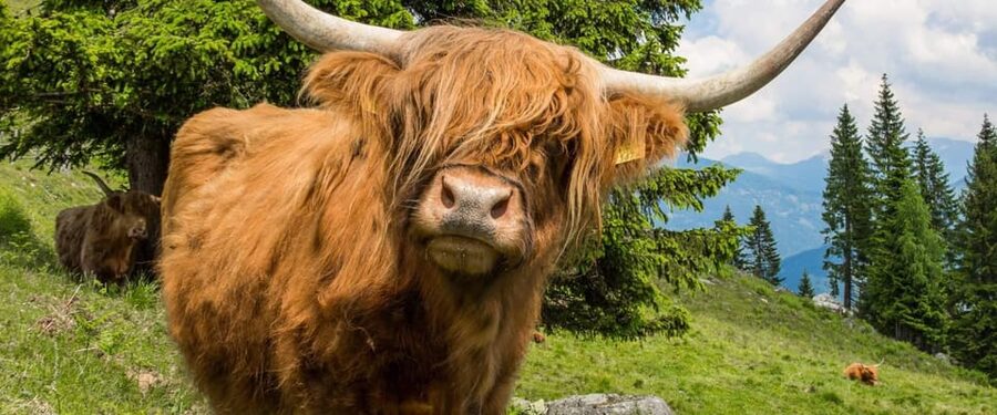 Edinburgh: Loch Ness, Scenic Walk, Glencoe & Whisky Day Tour - Through the Cairngorms National Park