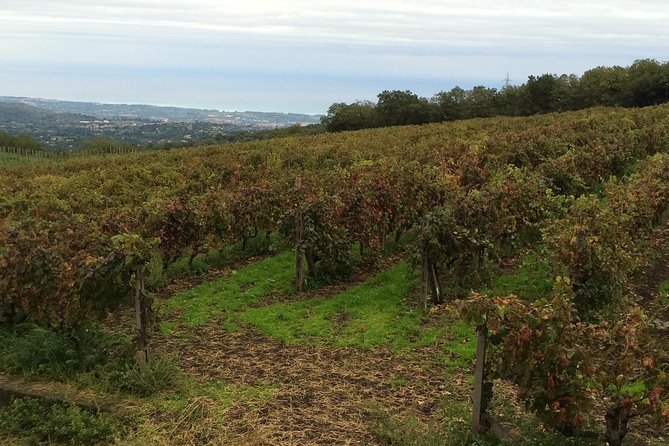 Etna Tour and Lunch in a Winery with Wine Tasting - Oro d’Etna and the taste of Zafferana