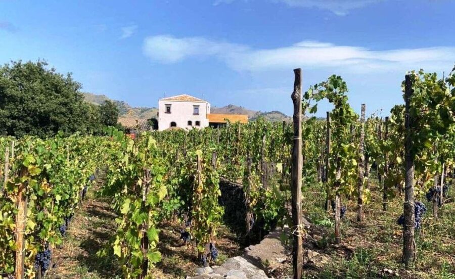 Etna: Wine Tasting and Food Tour - Why Etna makes such a good wine day