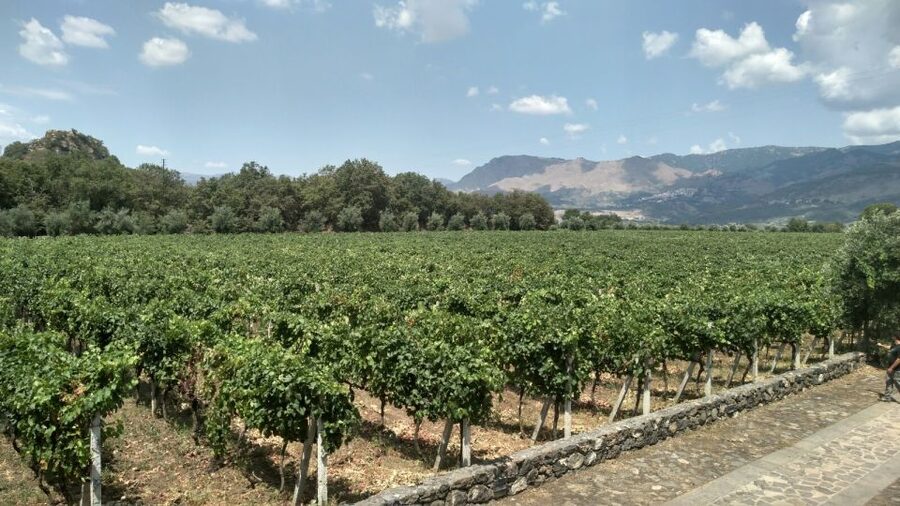 Etna: Wine Tasting and Food Tour - Zafferana, honey, and extra virgin olive oil