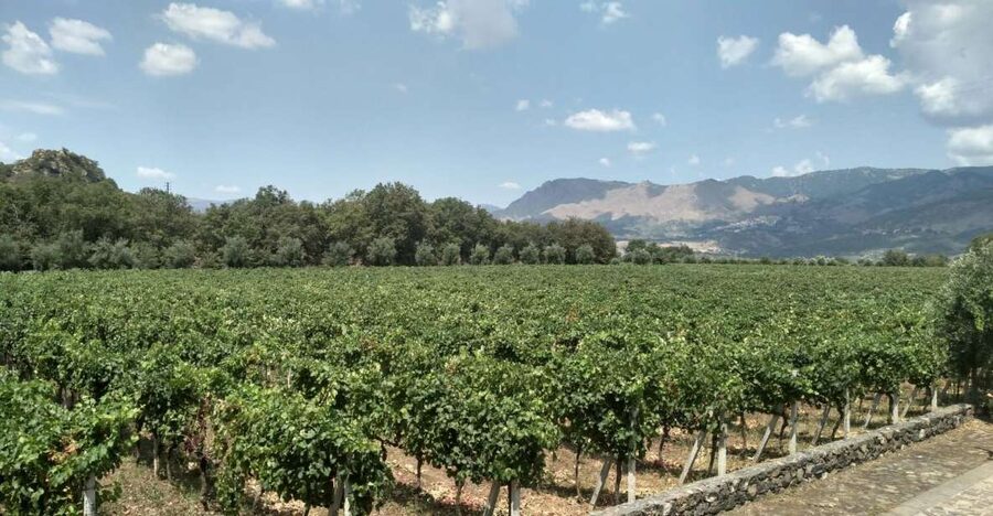 Etna: Wine Tasting and Food Tour - The ride from Catania to Zafferana Etnea