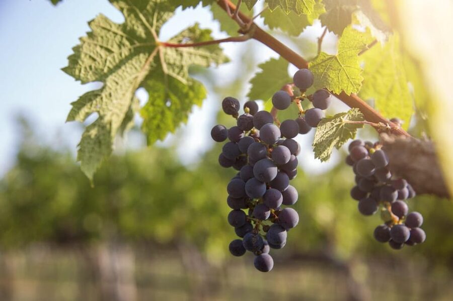 Evening of Wine and Scenic Views in Skiathos - Key points to know before booking