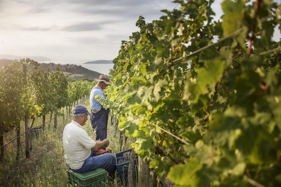 Evening of Wine and Scenic Views in Skiathos - A hilltop winery above Skiathos Town