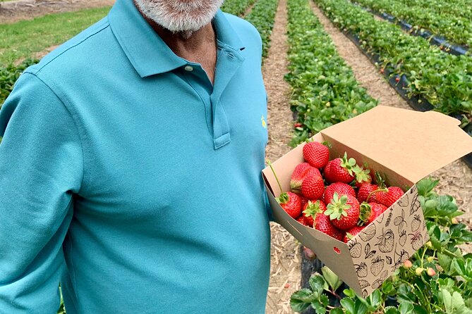 Experience Hahndorf & Barossa: Gourmet lunch, Wine, Beer & Treats - Beerenberg Farm and the seasonal strawberry stop