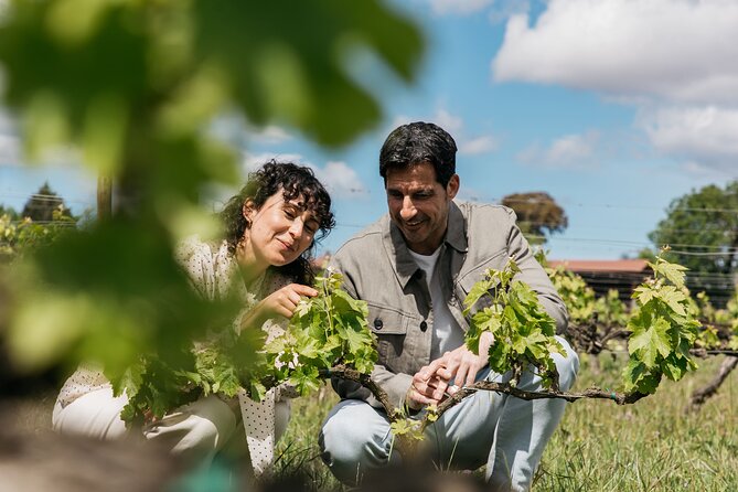 Familia Torres Winery: Gastronomic Tapas & Wine Experience - Entering Familia Torres and the Waltraud winery