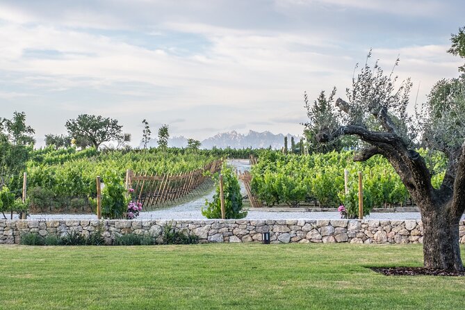 Familia Torres Winery: Gastronomic Tapas & Wine Experience - Should you book Familia Torres?