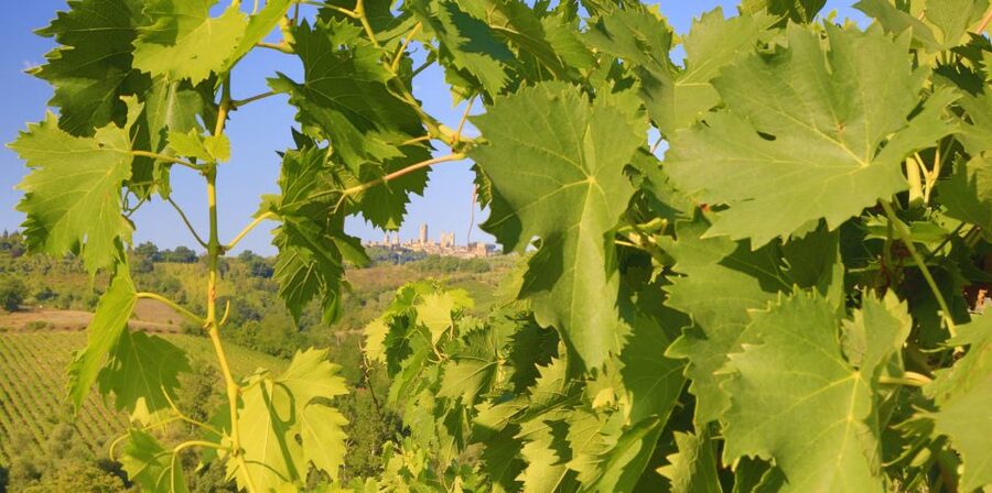 Florence: Chianti Villages, San Gimignano and Winery Tour - The pace, transport, and practical details