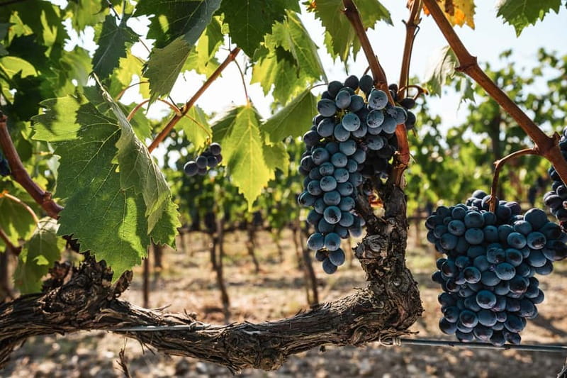 Florence: Chianti Vineyards Tour with Wine Tasting & Dinner - Who will enjoy this Chianti evening?