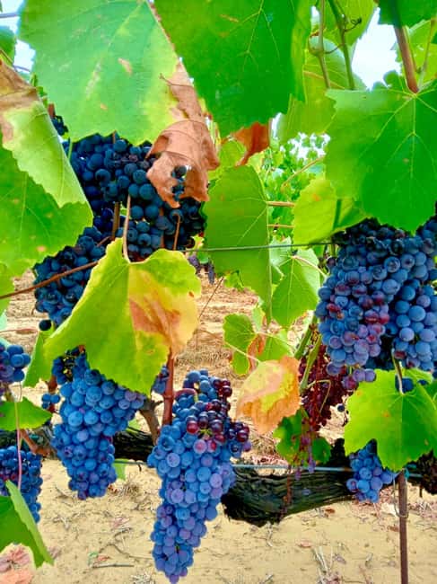 Florence: Countryside Tour with Wine Tasting & Pasta Class - Lunch, dinner, limoncello, and the social side