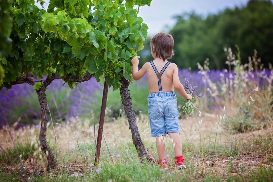 Florence: Wineries, Tastings, Lunch & San Gimignano Day Trip - Who should book this wine day?