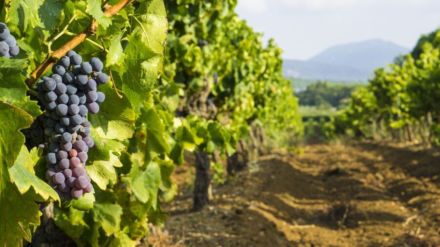 From Aix-en-Provence: Half-Day Wine Tour - The 30-minute ride through Provence