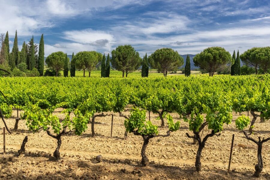 From Aix-en-Provence: Half-Day Wine Tour - What makes the guides important