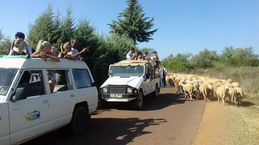 From Albufeira: 4x4 Off-Road Safari & Vineyard Wine Tasting - Orange groves, cork oaks, and village roads