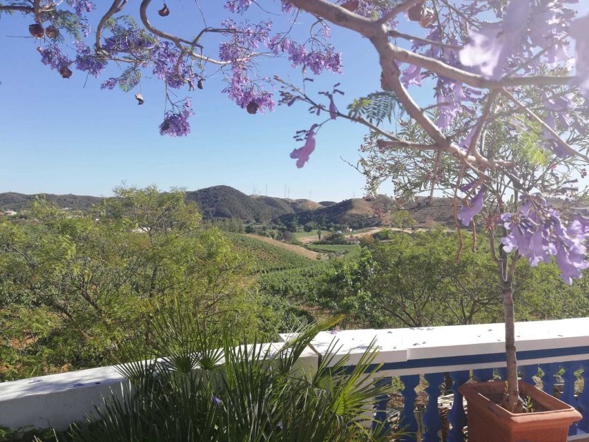 From Albufeira: Wine Tasting & Historic Silves Tour - Silves in a 30-minute visit