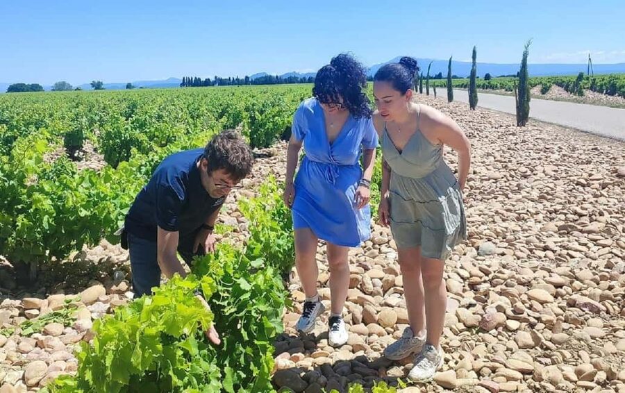 From Avignon: Châteauneuf du Pape Half-Day Wine Tour - Is $112 a fair price?