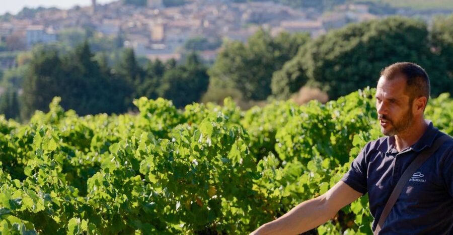 From Avignon: Châteauneuf du Pape Half-Day Wine Tour - The 45-minute ride from Avignon