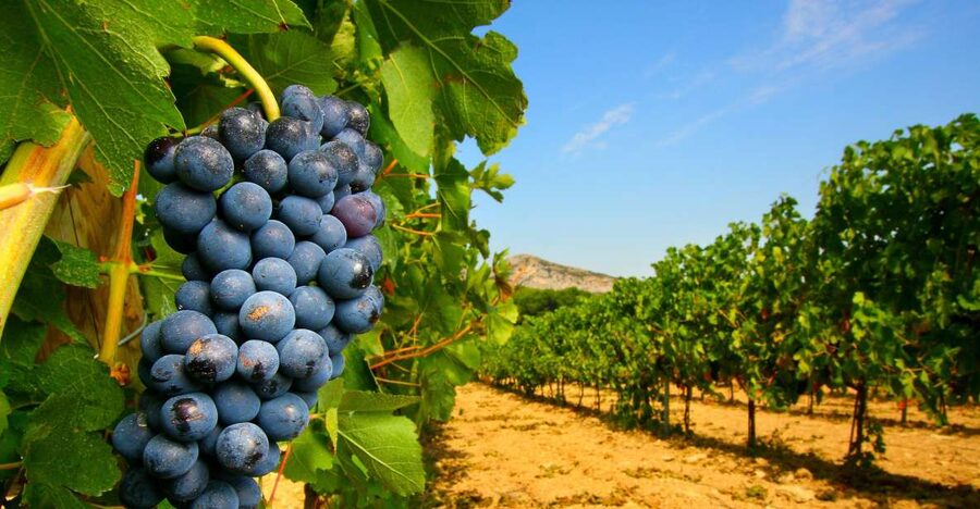 From Avignon: Half-Day Great Vineyards Tour - Key points to know before booking
