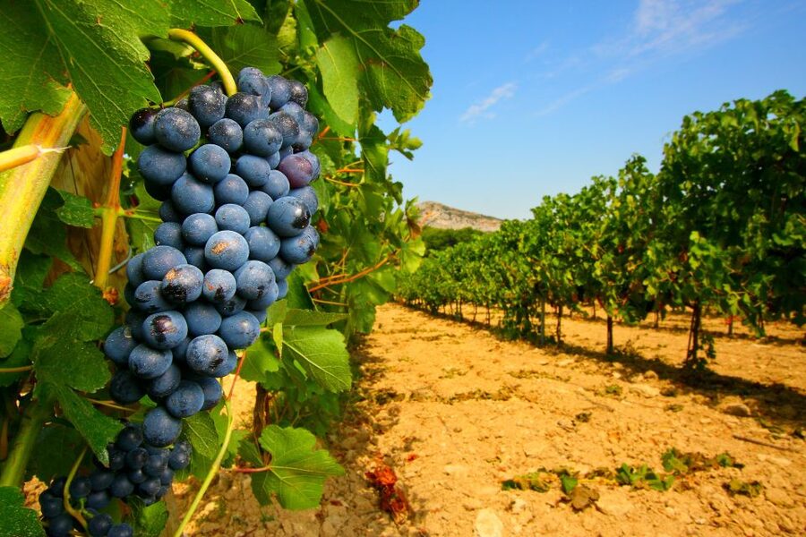 From Avignon: Half-Day Great Vineyards Tour - From Avignon to the Côtes du Rhône vineyards