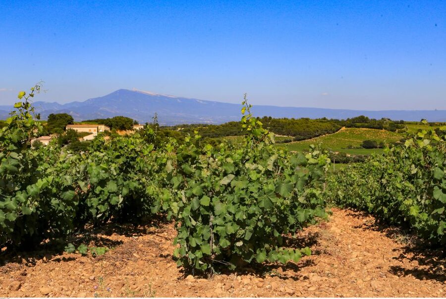 From Avignon: Half-Day Great Vineyards Tour - What happens at the wineries