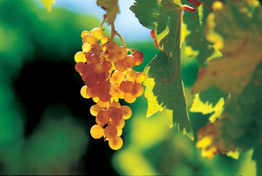 From Avignon: Half-Day Great Vineyards Tour - The five-hour pace and small-group feel