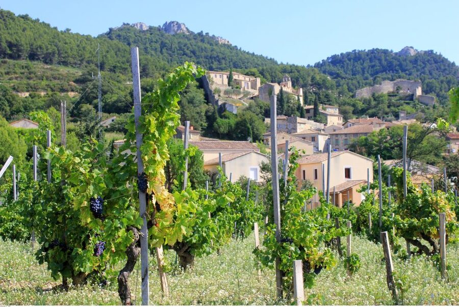 From Avignon: Half-Day Great Vineyards Tour - Should you book the Great Vineyards Tour?