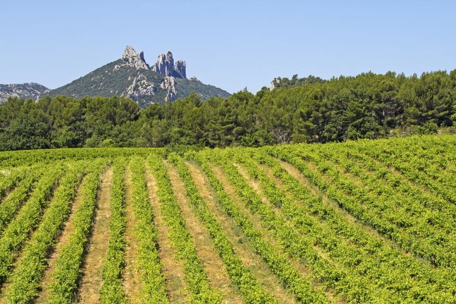 From Avignon: Half-Day Great Vineyards Tour - Gigondas, Séguret, and the Dentelles de Montmirail