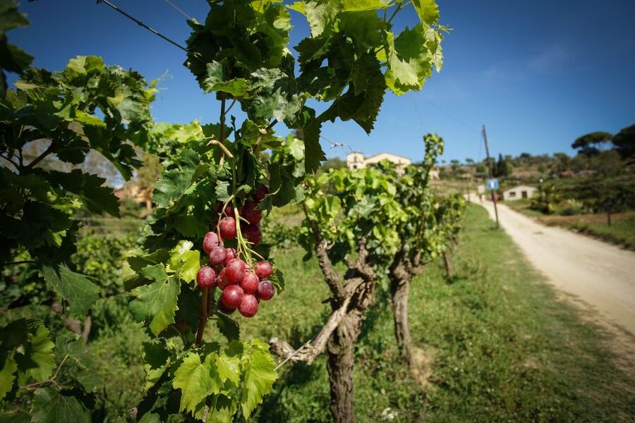 From Barcelona: Sailing and Wine Tasting Experience - Two hours on the Mediterranean