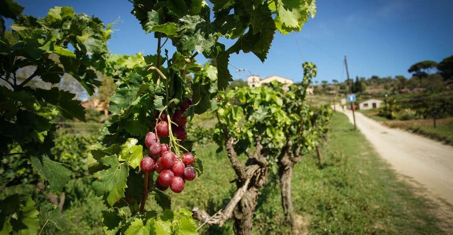 From Barcelona: Sailing and Wine Tasting Experience - Alella’s vineyards and old farmhouse