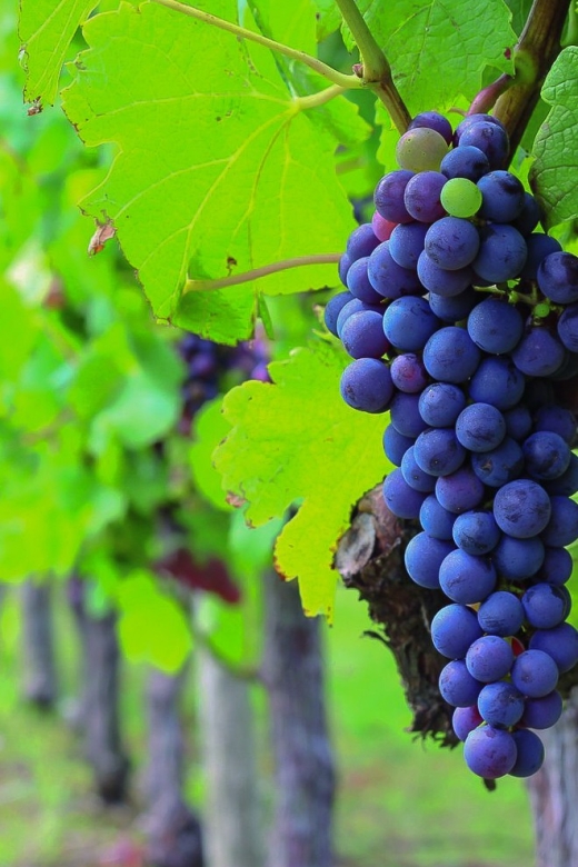 From Bordeaux: Full-Day Medoc Wine Tour - The first winery after the one-hour drive