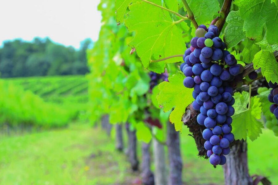 From Bordeaux: Full-Day Medoc Wine Tour - Three estates, three ways to understand Bordeaux wine