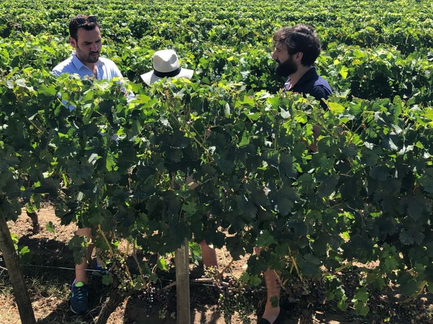From Bordeaux: Half-Day Saint-Emilion Wine Tour - Why this Saint-Émilion outing works so well