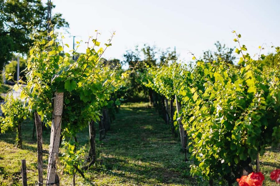 From Budapest: Half-Day Countryside Wine Tour with Meal - The home-cooked meal is more than a snack break