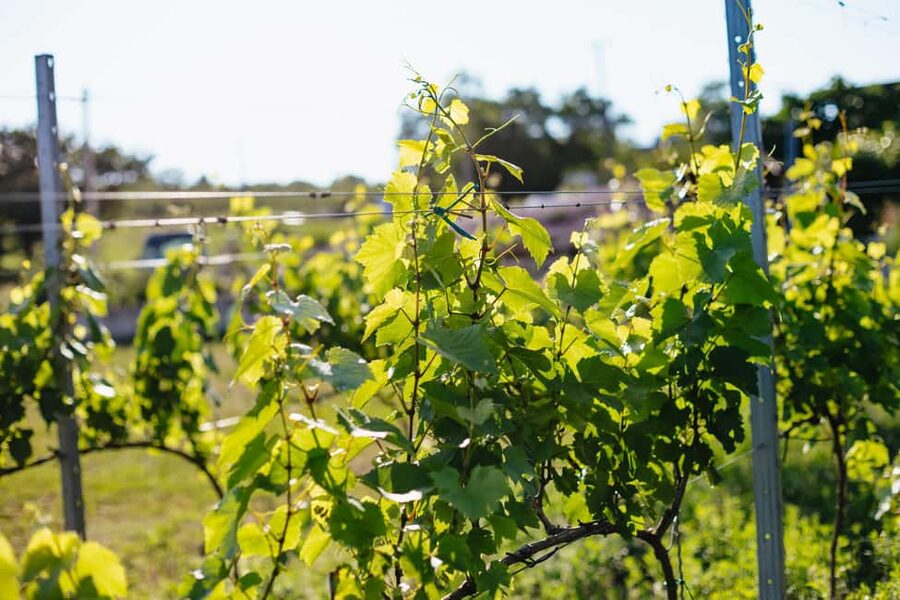 From Budapest: Half-Day Countryside Wine Tour with Meal - What guides add to the day