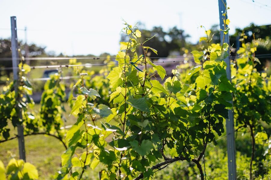 From Budapest: Half-Day Countryside Wine Tour with Meal - Price and value at $96
