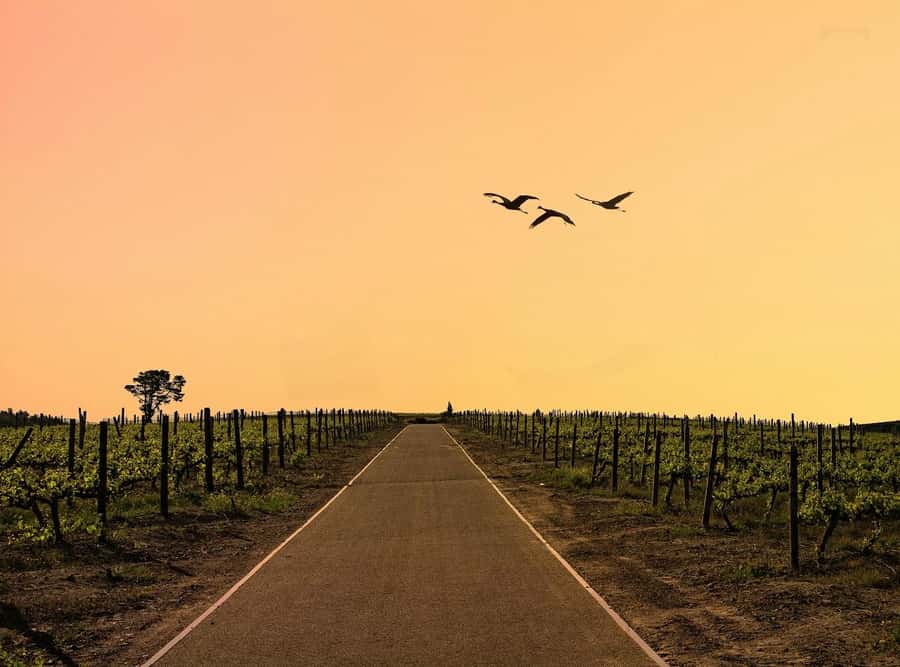 From Cape Town: Winelands Full Day Tour and Wine Tasting - Key points at a glance