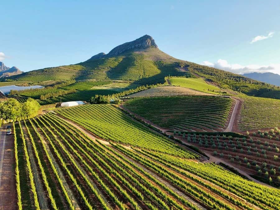 From Cape Town: Winelands Full Day Tour and Wine Tasting - Why this Cape Winelands day works