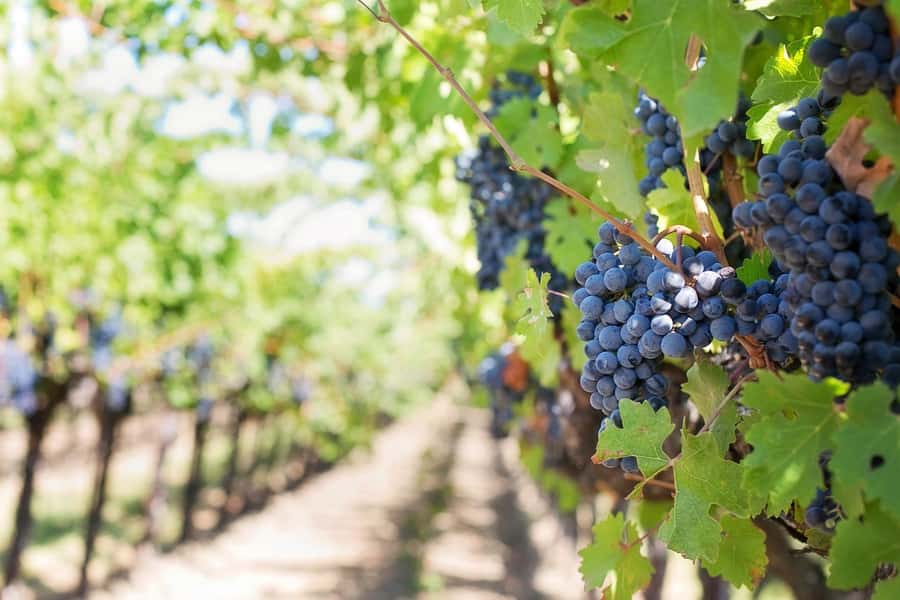From Cape Town: Winelands Full Day Tour and Wine Tasting - Lunch, cheese, and buying wine