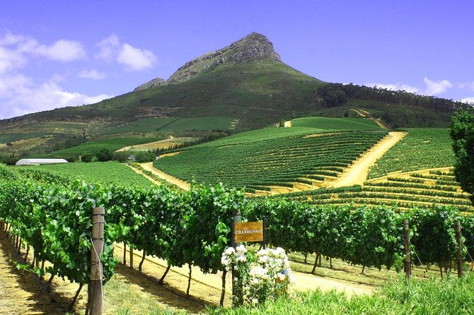 From CapeTown: Stellenbosch Half Day Wine Tour - What the cellar visit adds