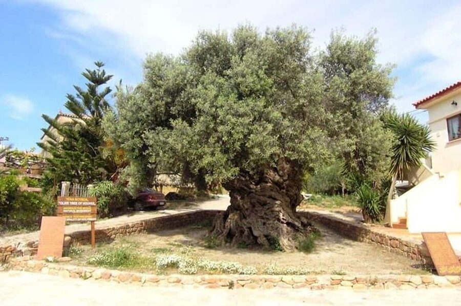 From Chania: Olive Oil, Wine, Cheese & Honey Tasting Tour - The ancient olive tree of Vouves