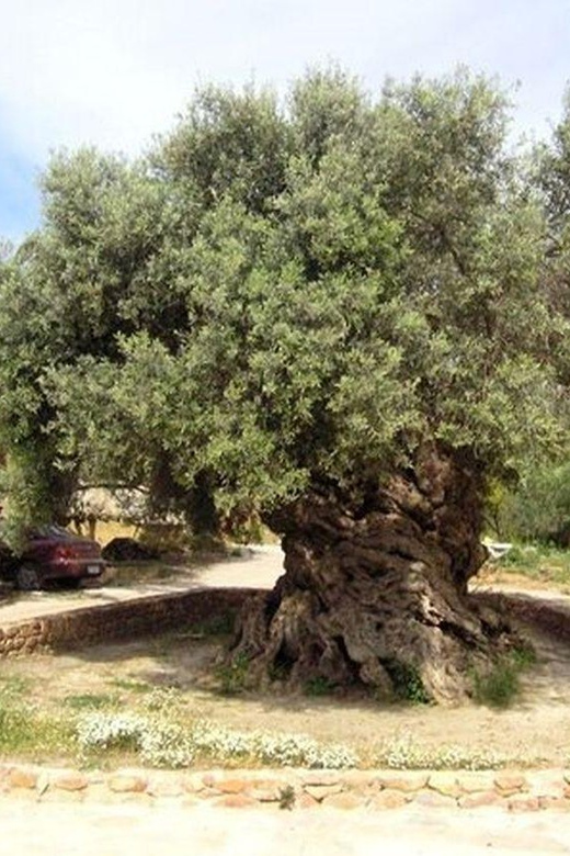 From Chania: Olive Oil, Wine, Cheese & Honey Tasting Tour - Honey, olive oil, and the work behind both