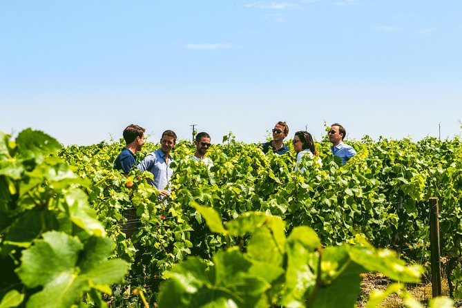 From Epernay: Champagne Small-Group tour with tastings & Lunch - Visiting a family-run Champagne producer